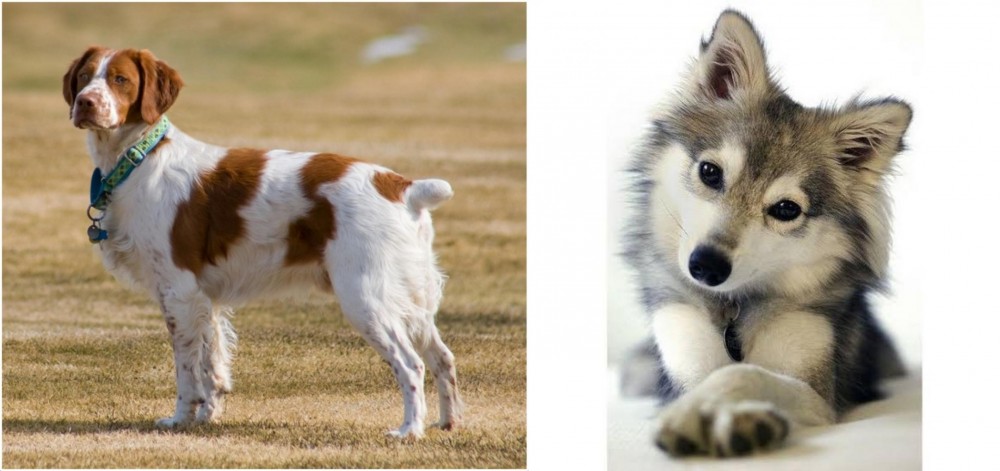 Miniature Siberian Husky vs French Brittany - Breed Comparison
