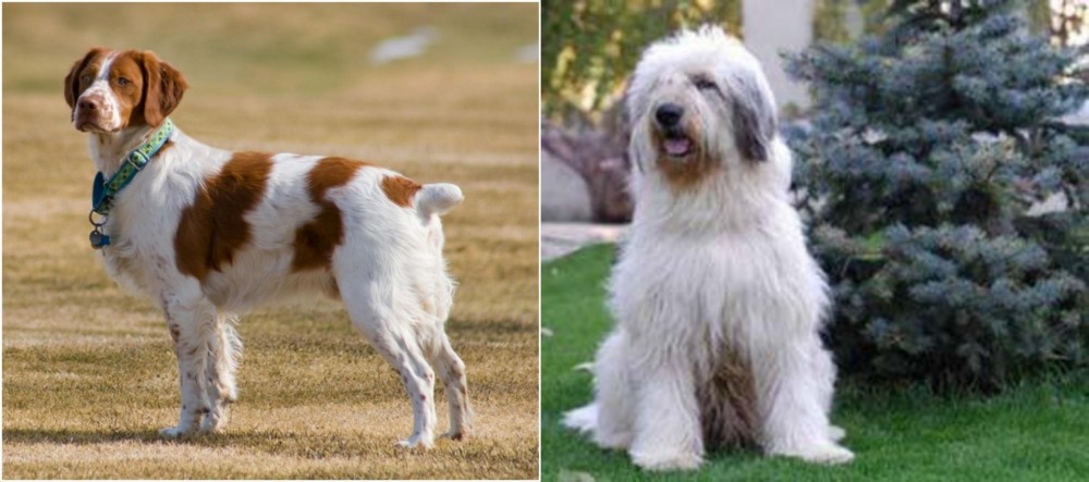 Mioritic Sheepdog vs French Brittany - Breed Comparison