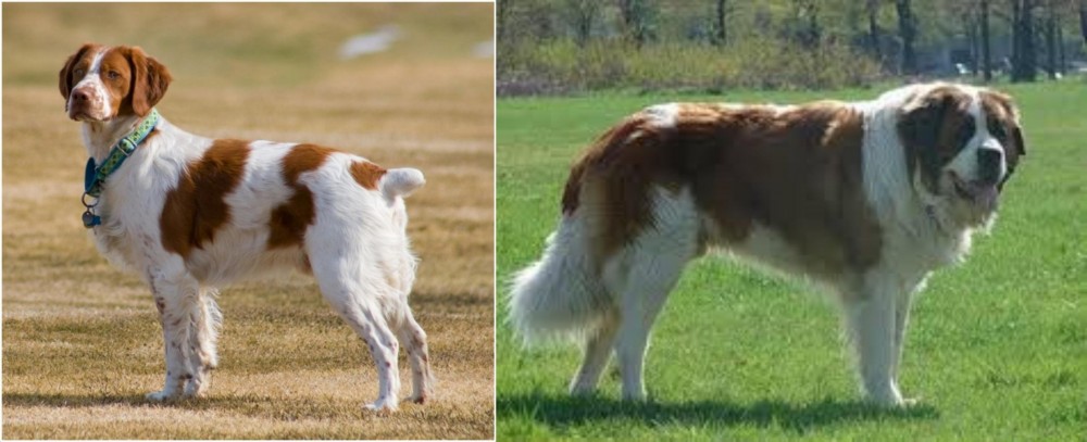 Moscow Watchdog vs French Brittany - Breed Comparison