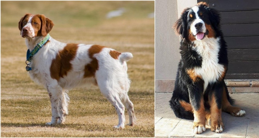 Mountain Burmese vs French Brittany - Breed Comparison