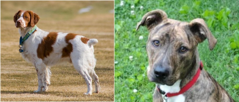 Mountain Cur vs French Brittany - Breed Comparison