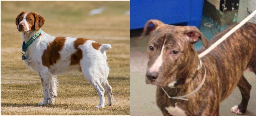 Mountain View Cur vs French Brittany - Breed Comparison
