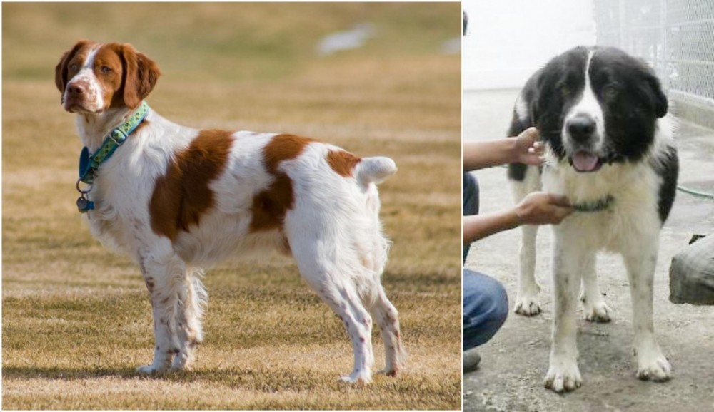 Mucuchies vs French Brittany - Breed Comparison