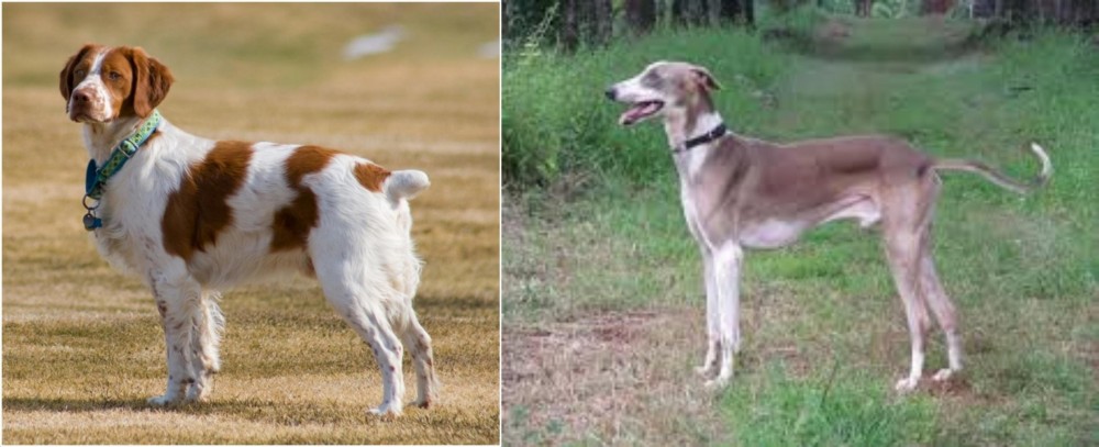 Mudhol Hound vs French Brittany - Breed Comparison