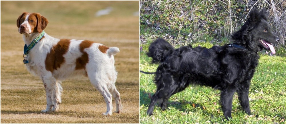 Mudi vs French Brittany - Breed Comparison