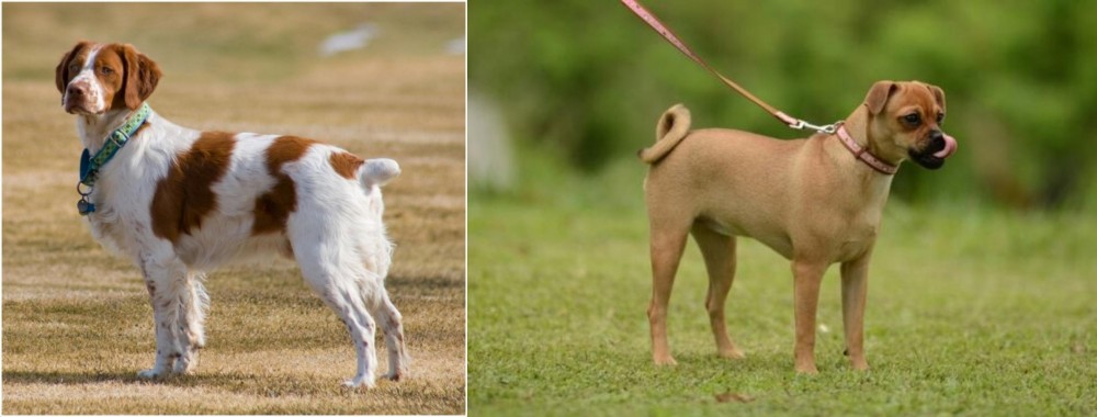 Muggin vs French Brittany - Breed Comparison