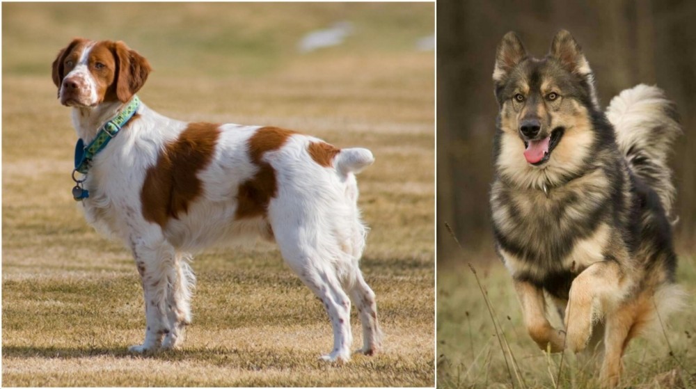 Native American Indian Dog vs French Brittany - Breed Comparison