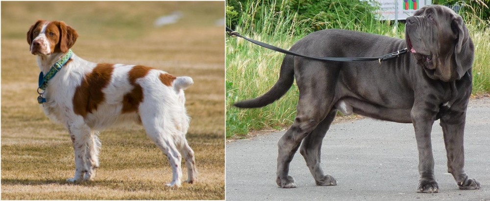 Neapolitan Mastiff vs French Brittany - Breed Comparison