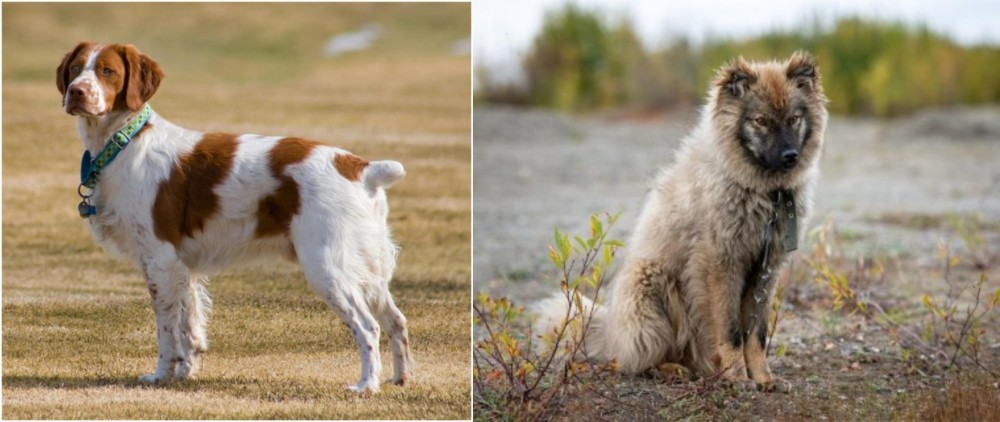 Nenets Herding Laika vs French Brittany - Breed Comparison