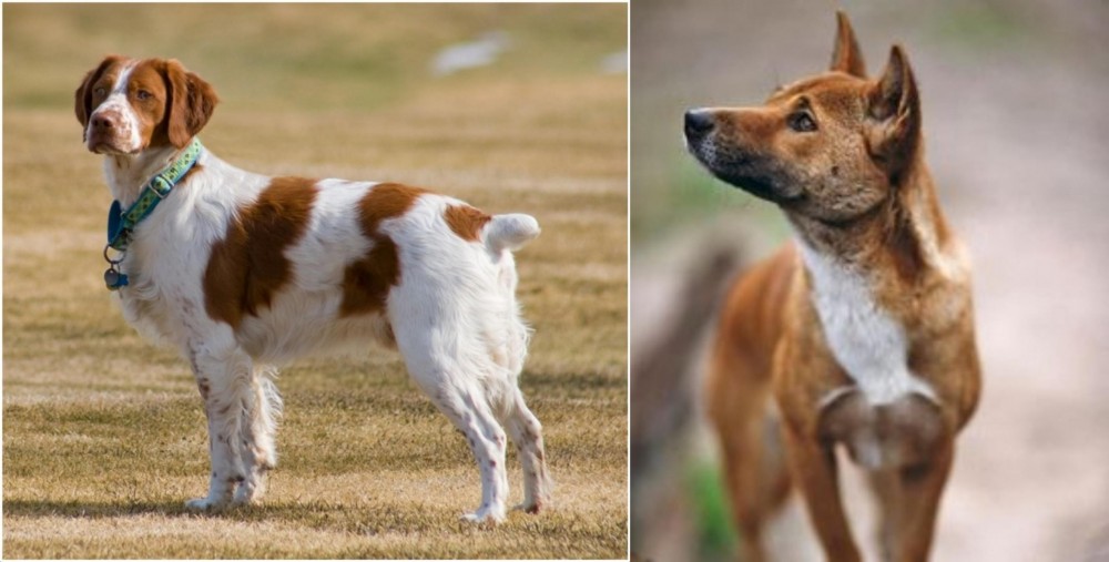 New Guinea Singing Dog vs French Brittany - Breed Comparison