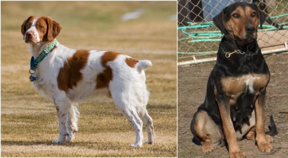 New Zealand Huntaway vs French Brittany - Breed Comparison