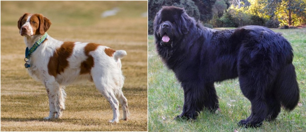 Newfoundland Dog vs French Brittany - Breed Comparison