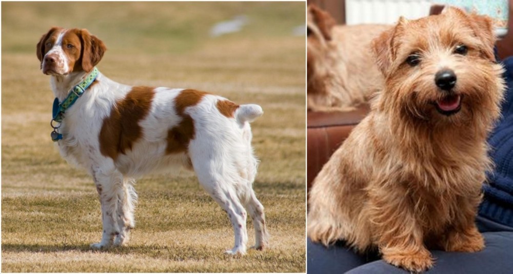 Norfolk Terrier vs French Brittany - Breed Comparison