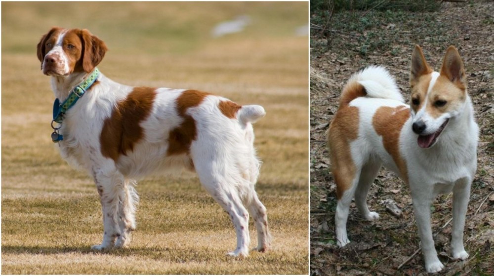 Norrbottenspets vs French Brittany - Breed Comparison