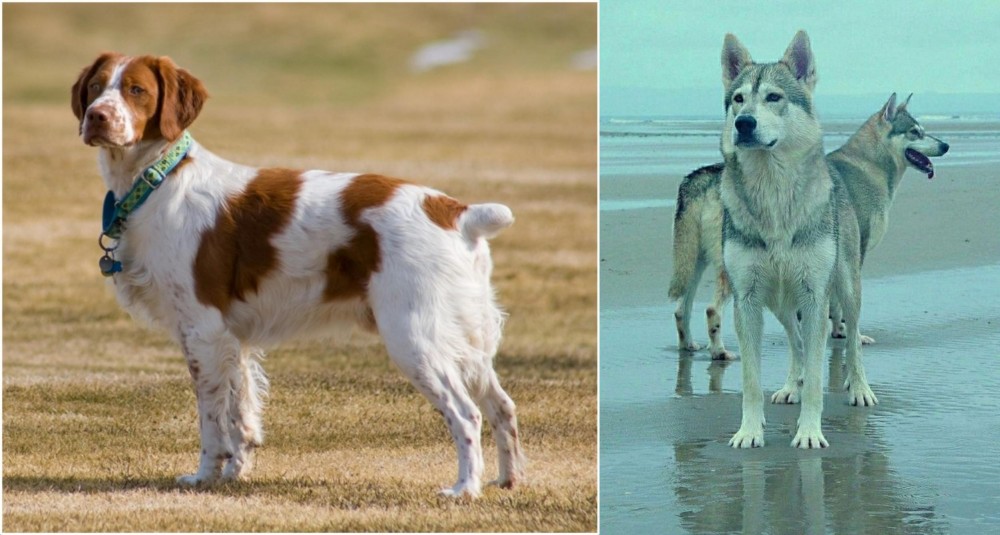 Northern Inuit Dog vs French Brittany - Breed Comparison