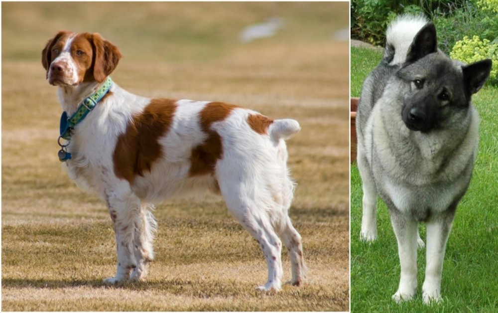 Norwegian Elkhound vs French Brittany - Breed Comparison