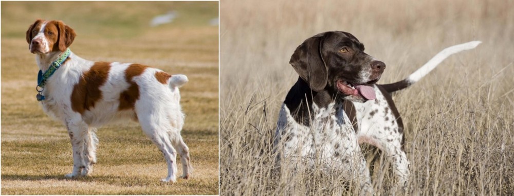 Old Danish Pointer vs French Brittany - Breed Comparison