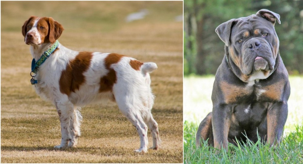 Olde English Bulldogge vs French Brittany - Breed Comparison