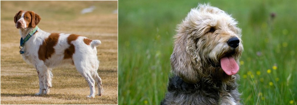Otterhound vs French Brittany - Breed Comparison