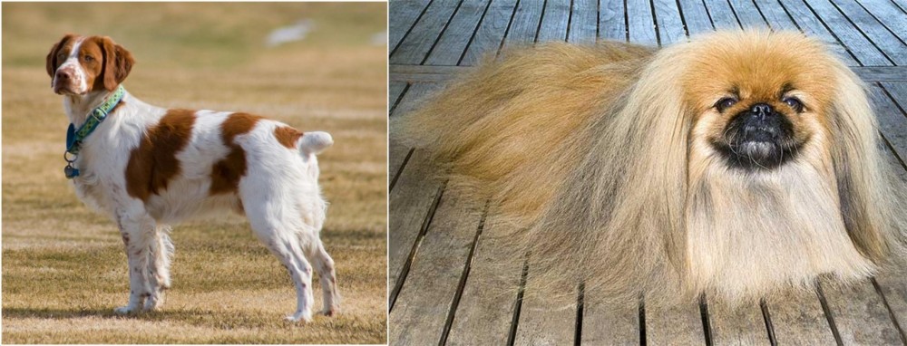 Pekingese vs French Brittany - Breed Comparison