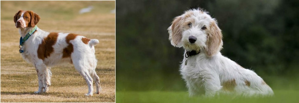Petit Basset Griffon Vendeen vs French Brittany - Breed Comparison