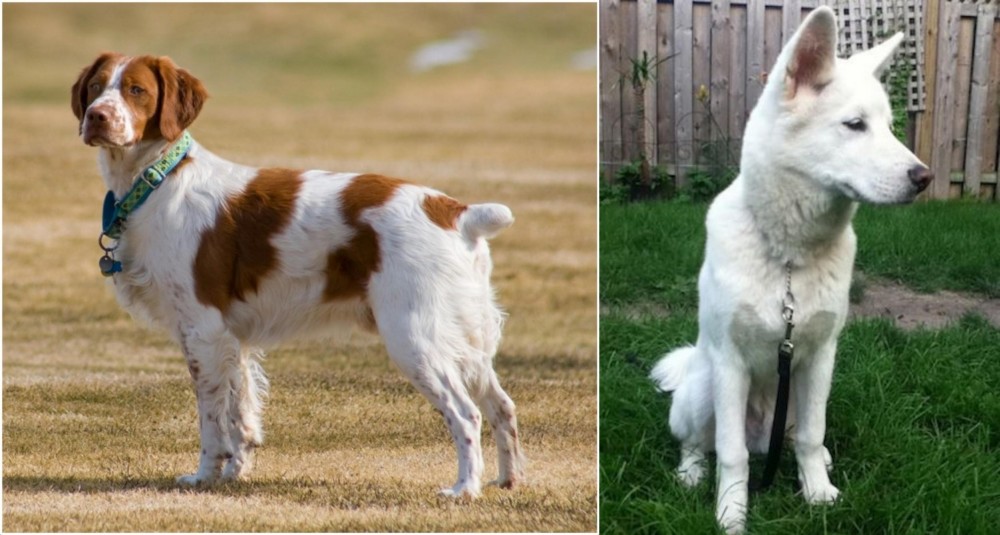 Phung San vs French Brittany - Breed Comparison