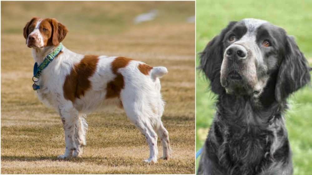 Picardy Spaniel vs French Brittany - Breed Comparison