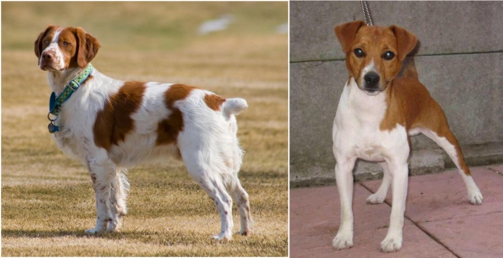 Plummer Terrier vs French Brittany - Breed Comparison