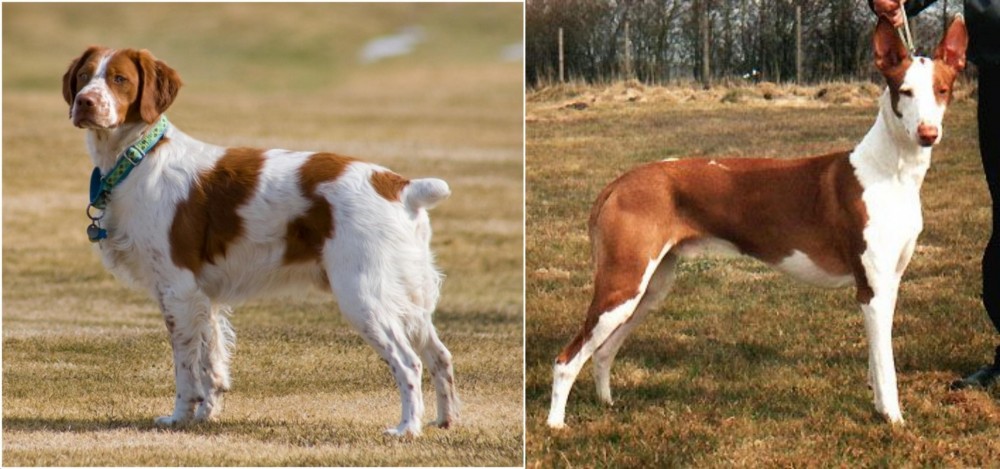 Podenco Canario vs French Brittany - Breed Comparison