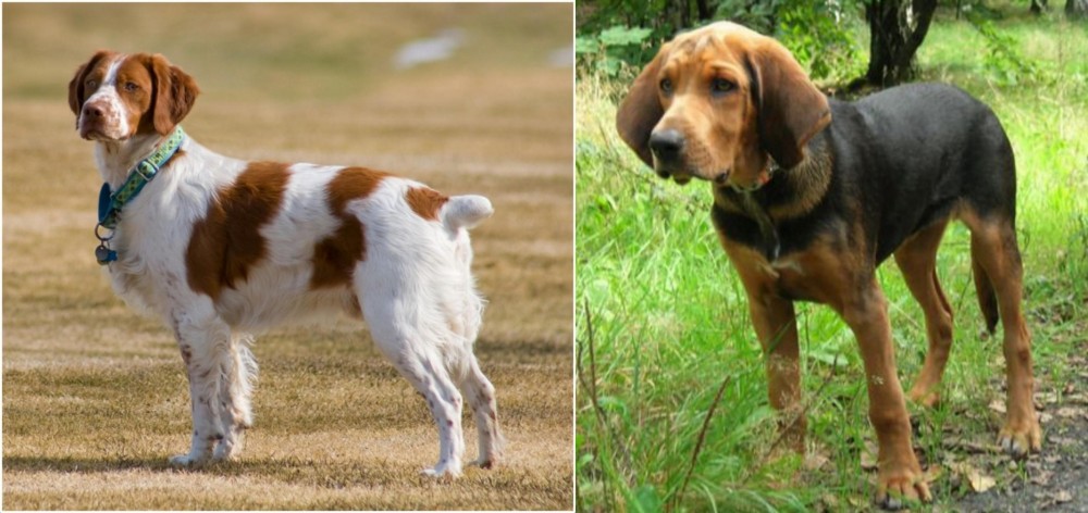 Polish Hound vs French Brittany - Breed Comparison