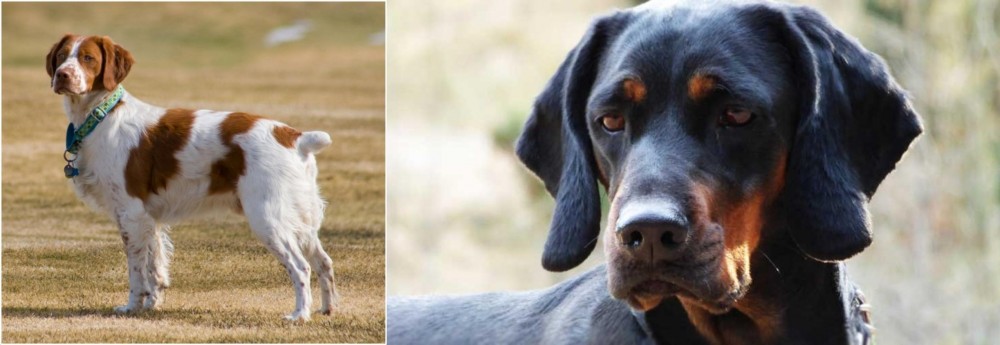 Polish Hunting Dog vs French Brittany - Breed Comparison