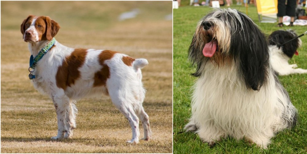 Polish Lowland Sheepdog vs French Brittany - Breed Comparison