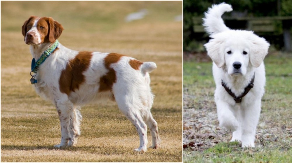 Polish Tatra Sheepdog vs French Brittany - Breed Comparison