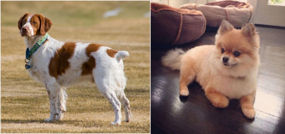 Pomeranian vs French Brittany - Breed Comparison