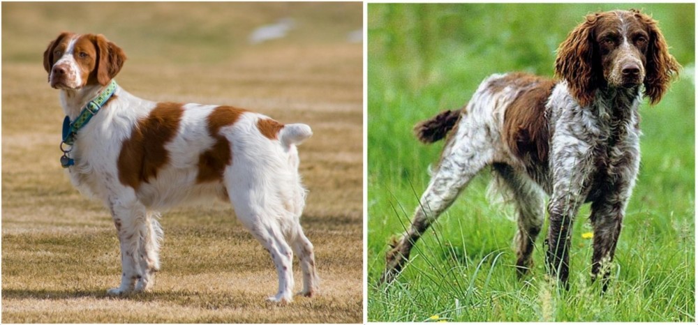 Pont-Audemer Spaniel vs French Brittany - Breed Comparison