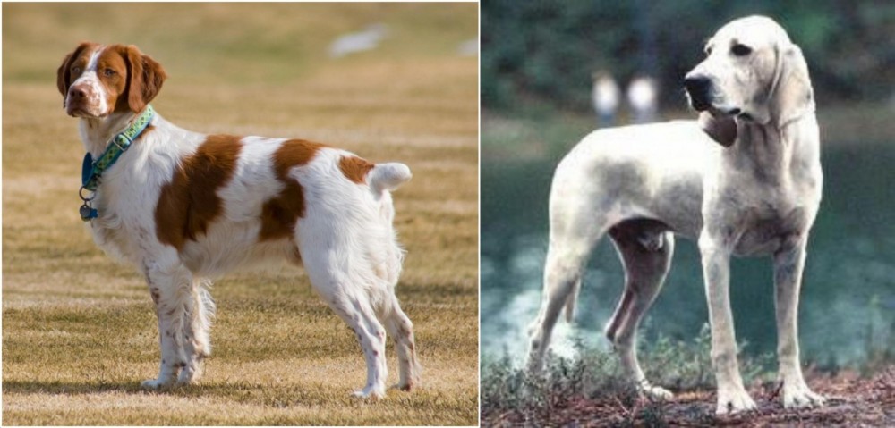 Porcelaine vs French Brittany - Breed Comparison