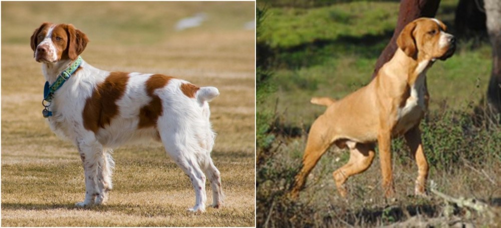 Portuguese Pointer vs French Brittany - Breed Comparison