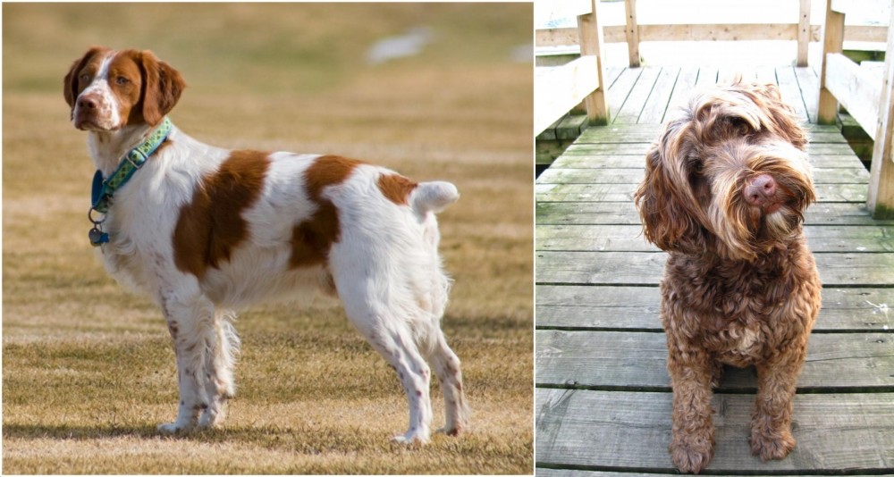 Portuguese Water Dog vs French Brittany - Breed Comparison