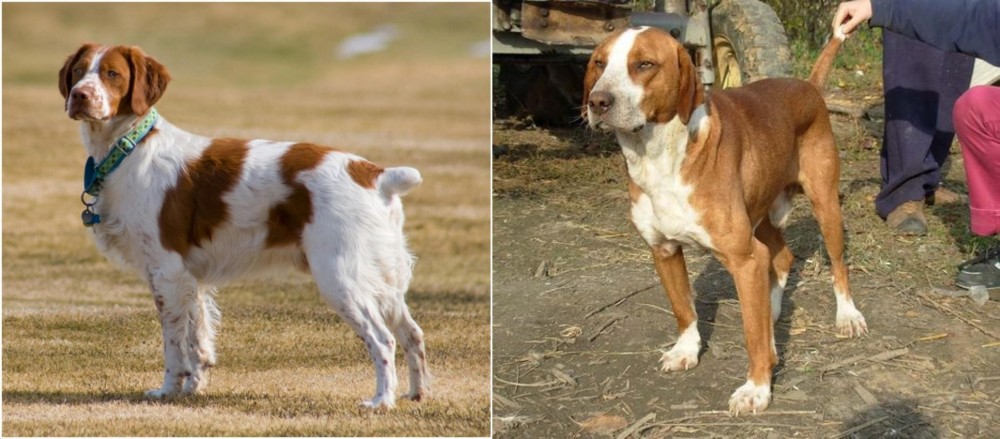 Posavac Hound vs French Brittany - Breed Comparison