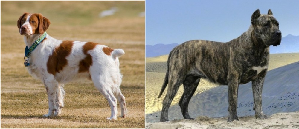 Presa Canario vs French Brittany - Breed Comparison