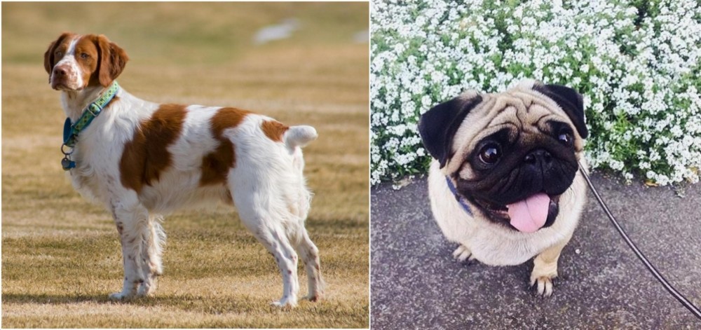 Pug vs French Brittany - Breed Comparison