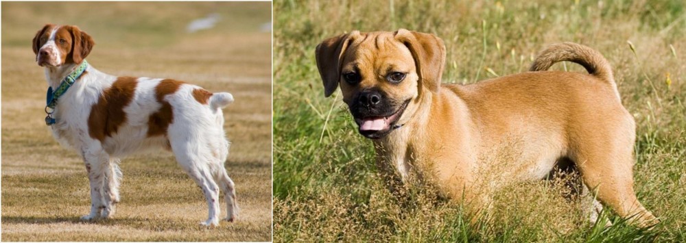 Puggle vs French Brittany - Breed Comparison