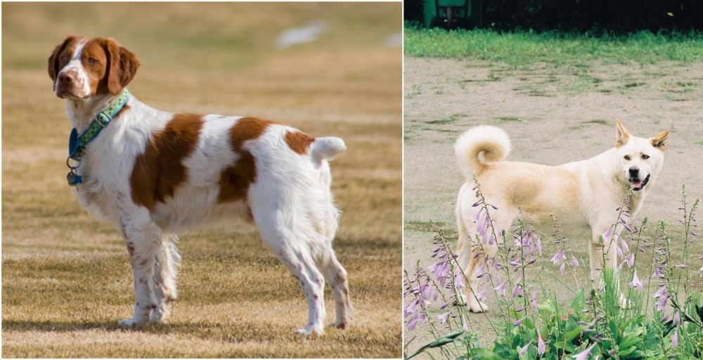 Pungsan Dog vs French Brittany - Breed Comparison