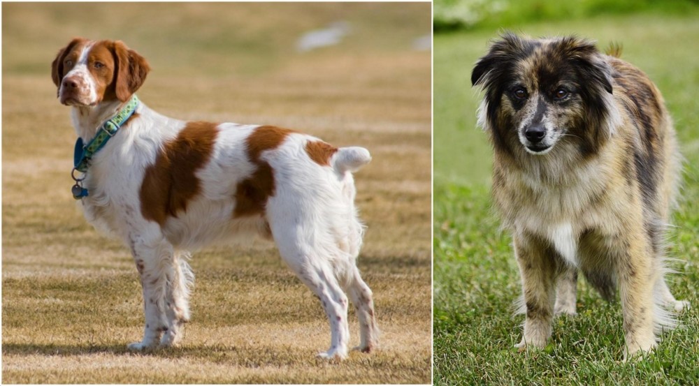 Pyrenean Shepherd vs French Brittany - Breed Comparison