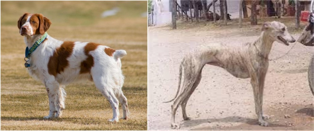 Rampur Greyhound vs French Brittany - Breed Comparison