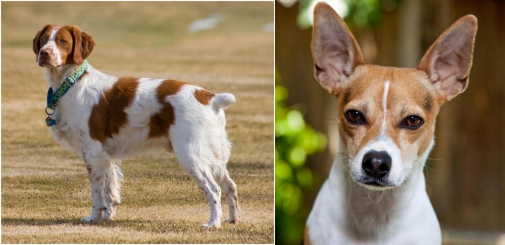 Rat Terrier vs French Brittany - Breed Comparison