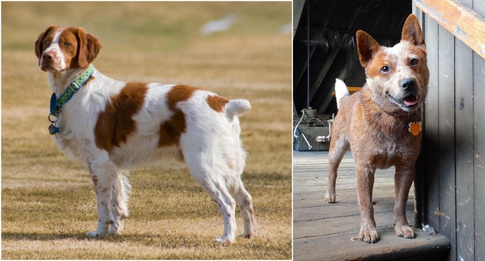 Red Heeler vs French Brittany - Breed Comparison