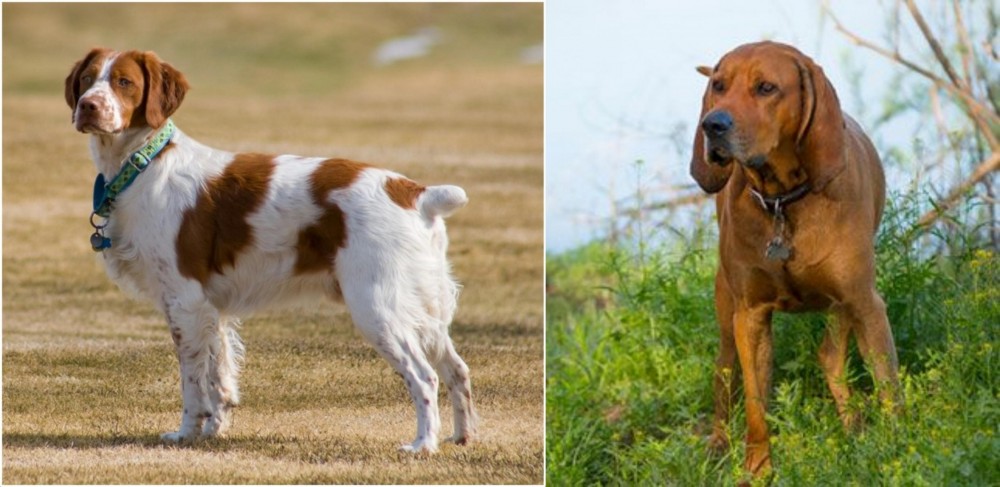 Redbone Coonhound vs French Brittany - Breed Comparison