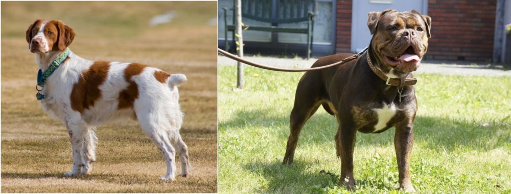 Renascence Bulldogge vs French Brittany - Breed Comparison
