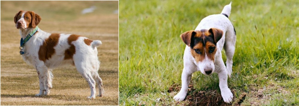 Russell Terrier vs French Brittany - Breed Comparison